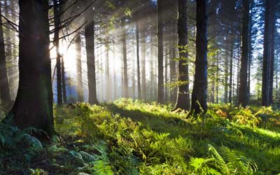   Abingdon-VA-hunting-recreation-timber